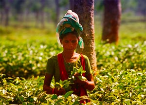 Donna Lavoro Piantagione Caffè