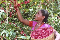 ethiopia_coffee_farm