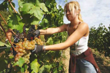 vendemmia