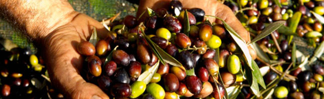 unaprolo-mani-e-olive