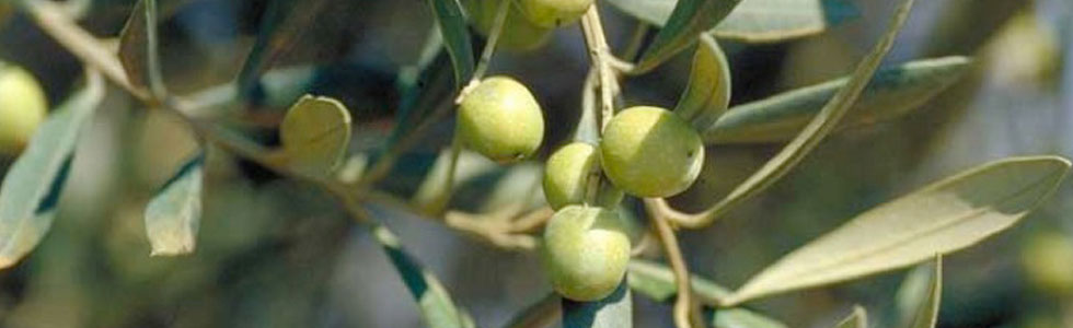 UNAPROL BANNER OLIVE