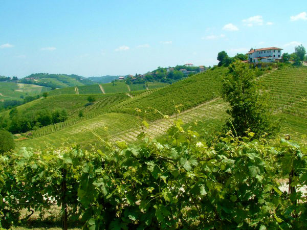 vigneti-monferrato