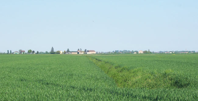 campo-di-grano-verde