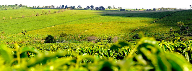 illy-banner-campi-caffè