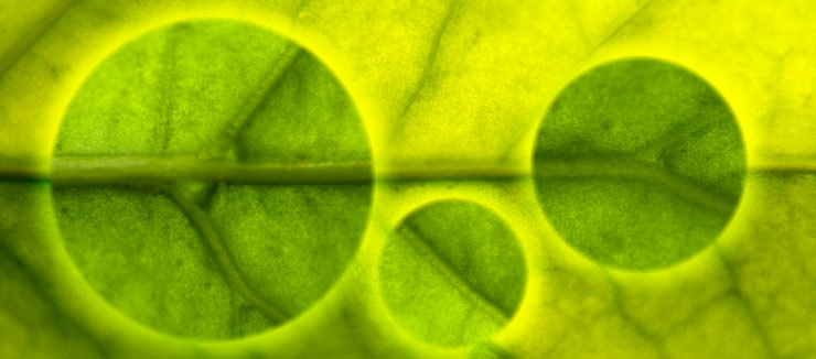 scientific-research_384d00