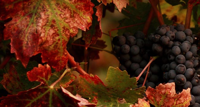 riunite-&-civ-banner-uva