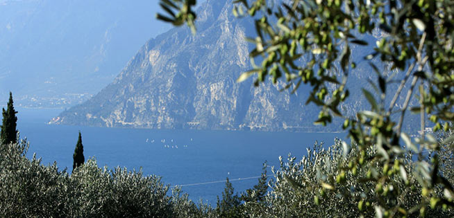 lago-di-garda-ulivi