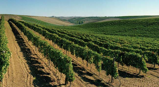 basilicata-viticoltura
