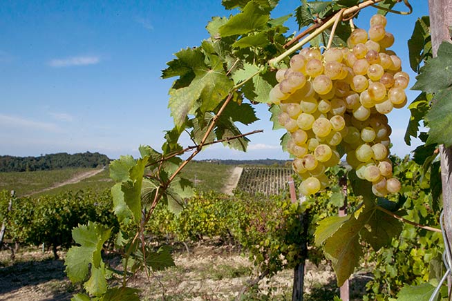 Gavi.vendemmia