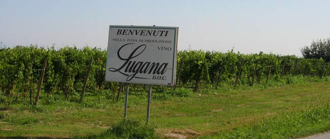 Lugana-vigneto