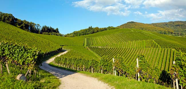 Paesaggio_vigne_emilia_romagna_-_Svinando