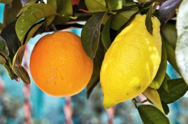 arance-limoni