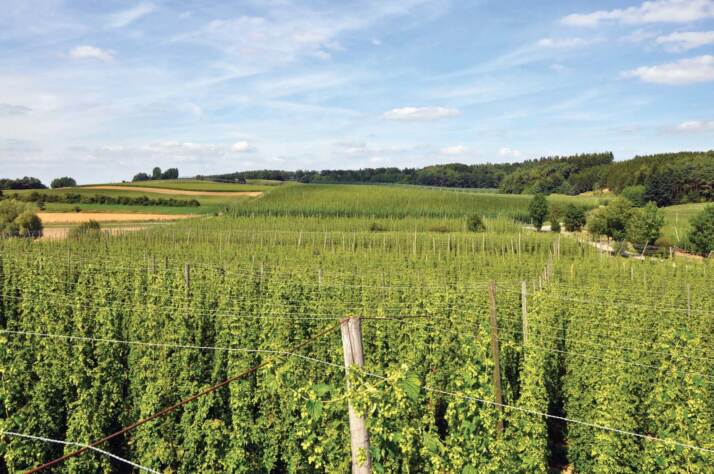 Hops field_Radeberger