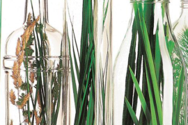 VERALLIA-respsocimp_erba_2