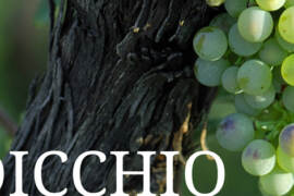 Verdicchio uve