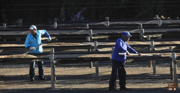 Fazenda Cchoeira D Grama_Ciliegie ad essiccare