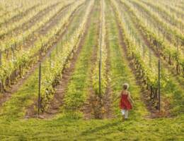 Slow Wine Fair 2024: investire in ricerca scientifica che aiuti chi vuole fare agricoltura sostenibile