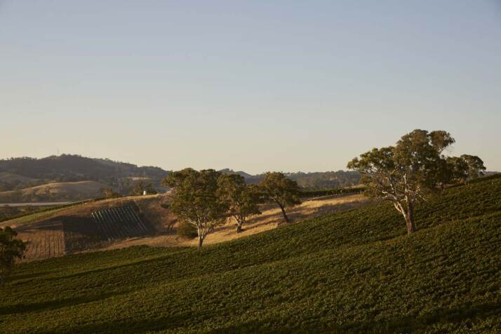 Saint&Scholar vigneti