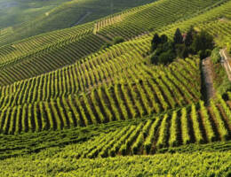 Rapporto ISMEA sull’innovazione vitivinicola tra agritech e agricoltura digitale