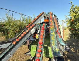 Masseria Fruttirossi: raccolto di melagrane in forte calo per le piogge e stop anticipato